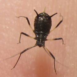 Uroleucon jaceicola